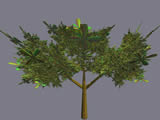 fractale 3D arbre tree